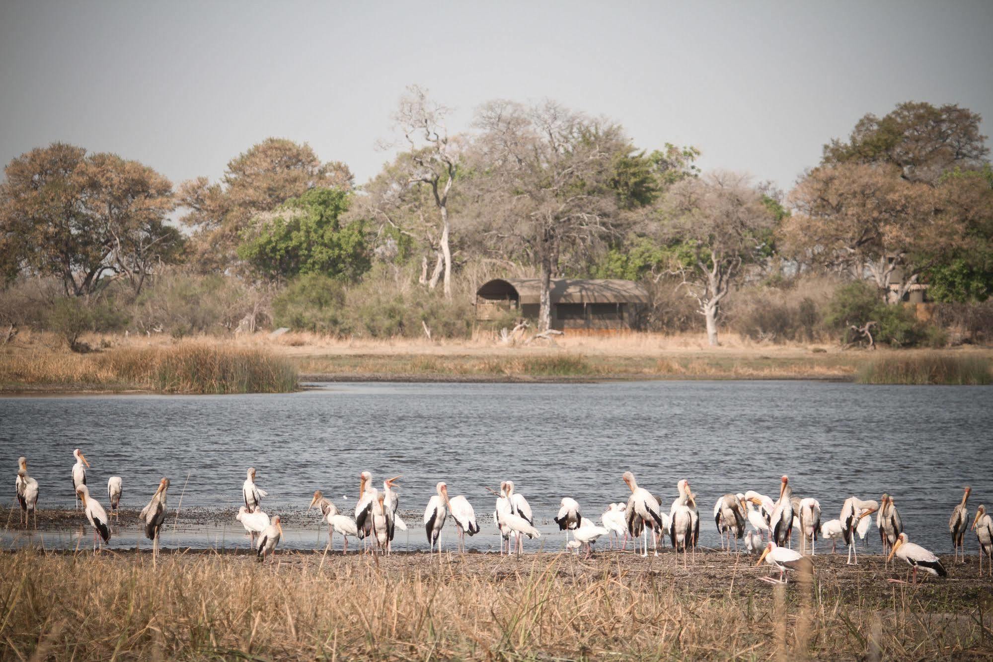 Jackalberry Tented Camp Lionga Exterior photo
